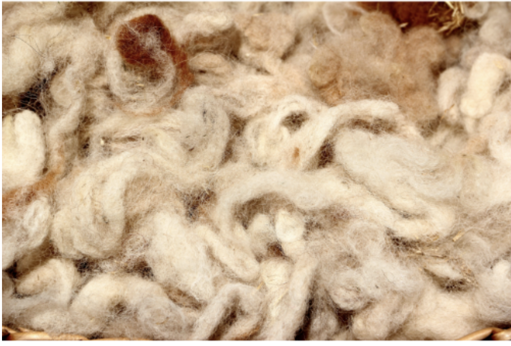 alpaca wool